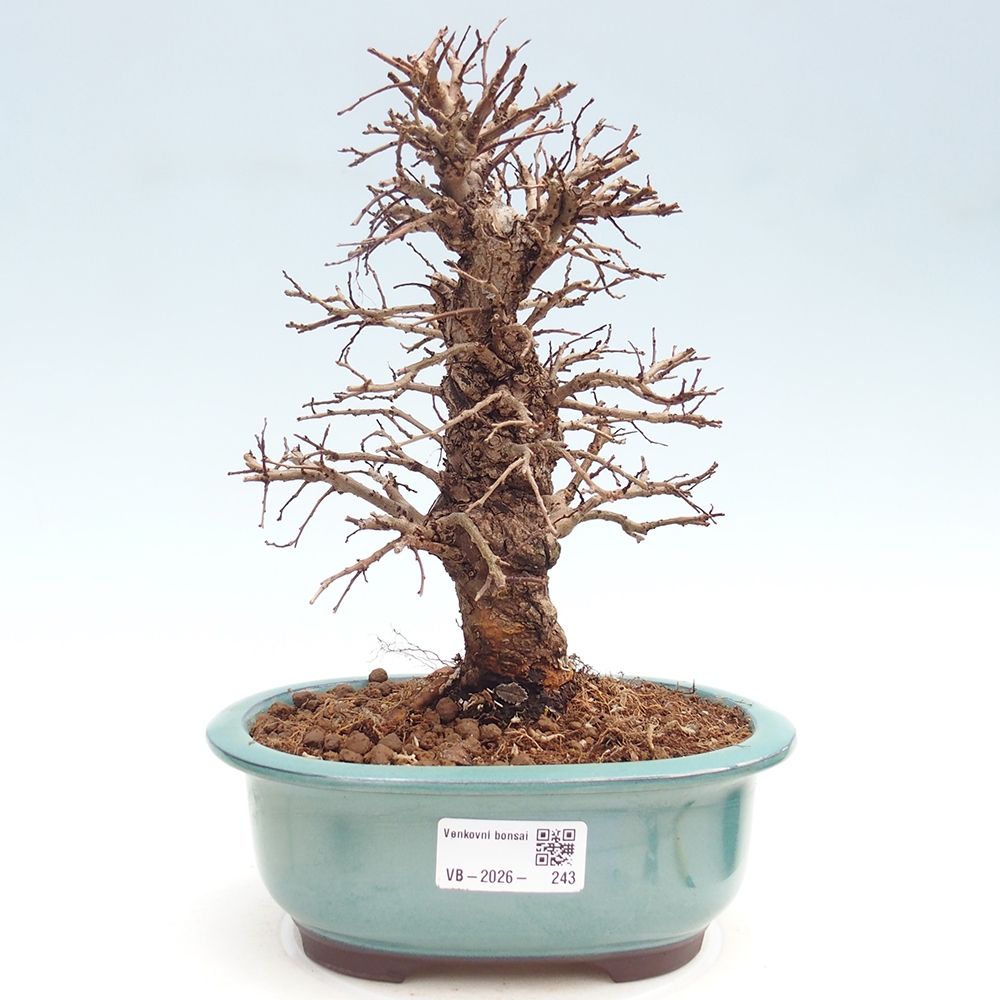 Outdoor bonsai - Zelkova - Zelkova NIRE