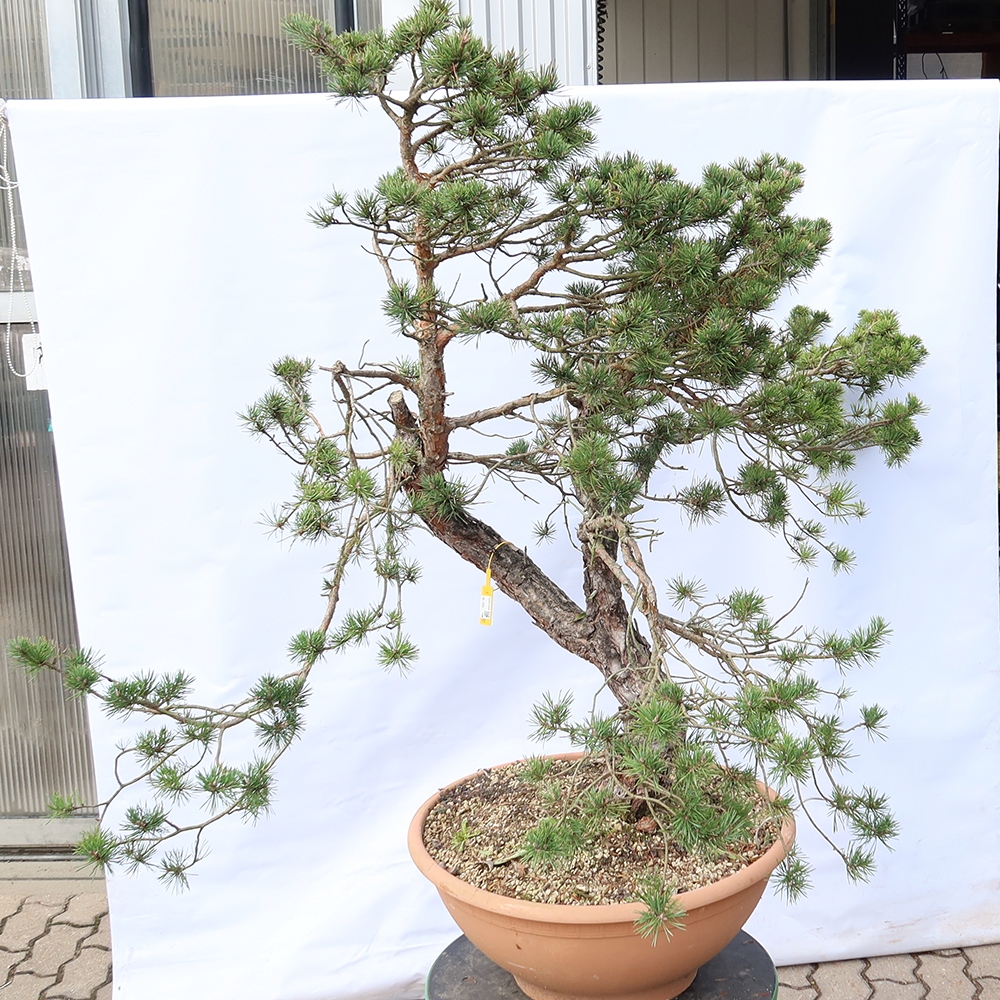 Pinus sylvestris Spain - Scots pine
