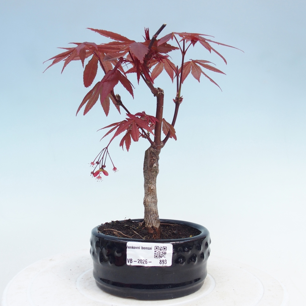 Outdoor bonsai - Acer palm. Atropurpureum-Javor palmate