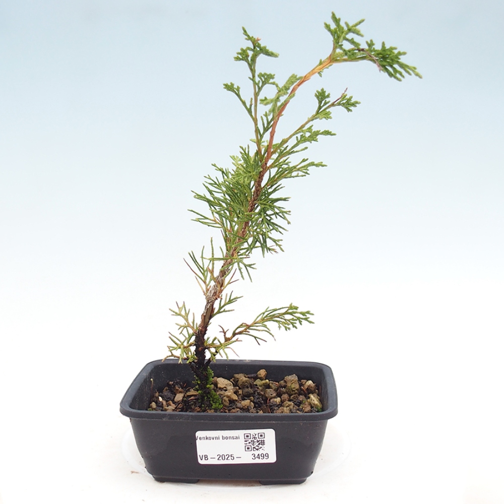 Outdoor bonsai - Juniperus chinensis Itoigawa