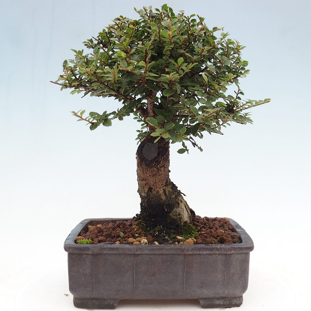 Outdoor bonsai - Ulmus parvifolia Hokkaido - Chinese elm