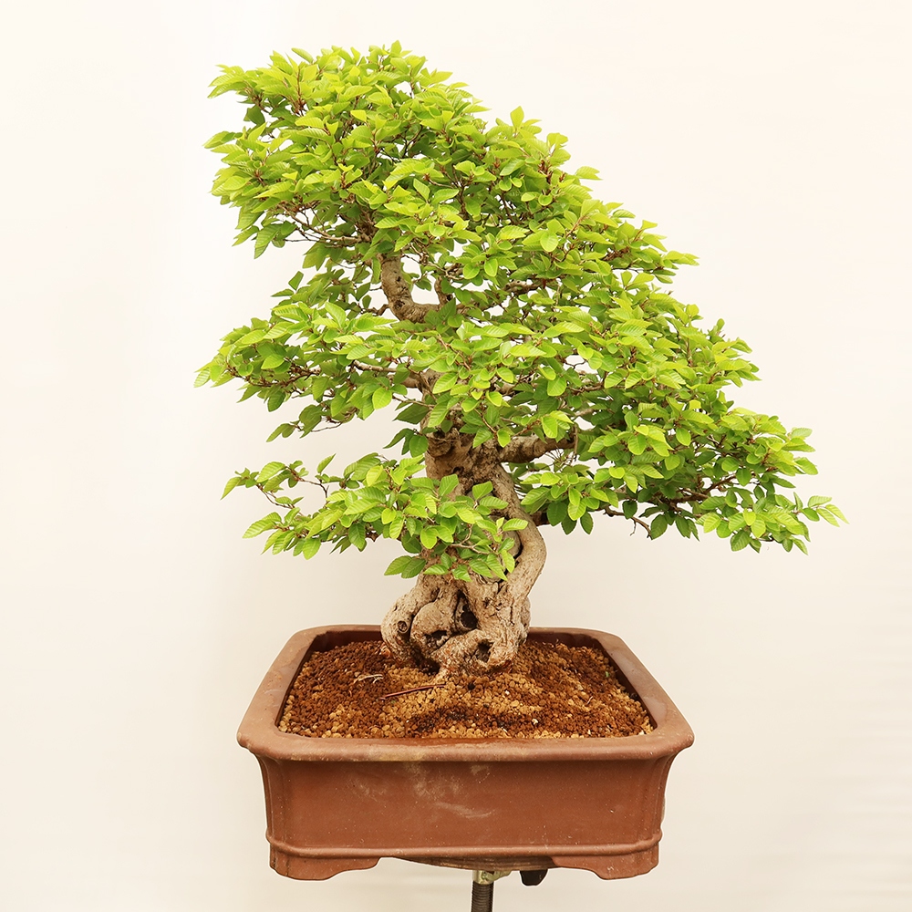 Outdoor bonsai - Carpinus Coreana - Korean hornbeam