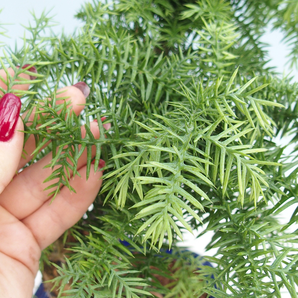 Indoor Bonsai - Araucaria - Indoor Spruce