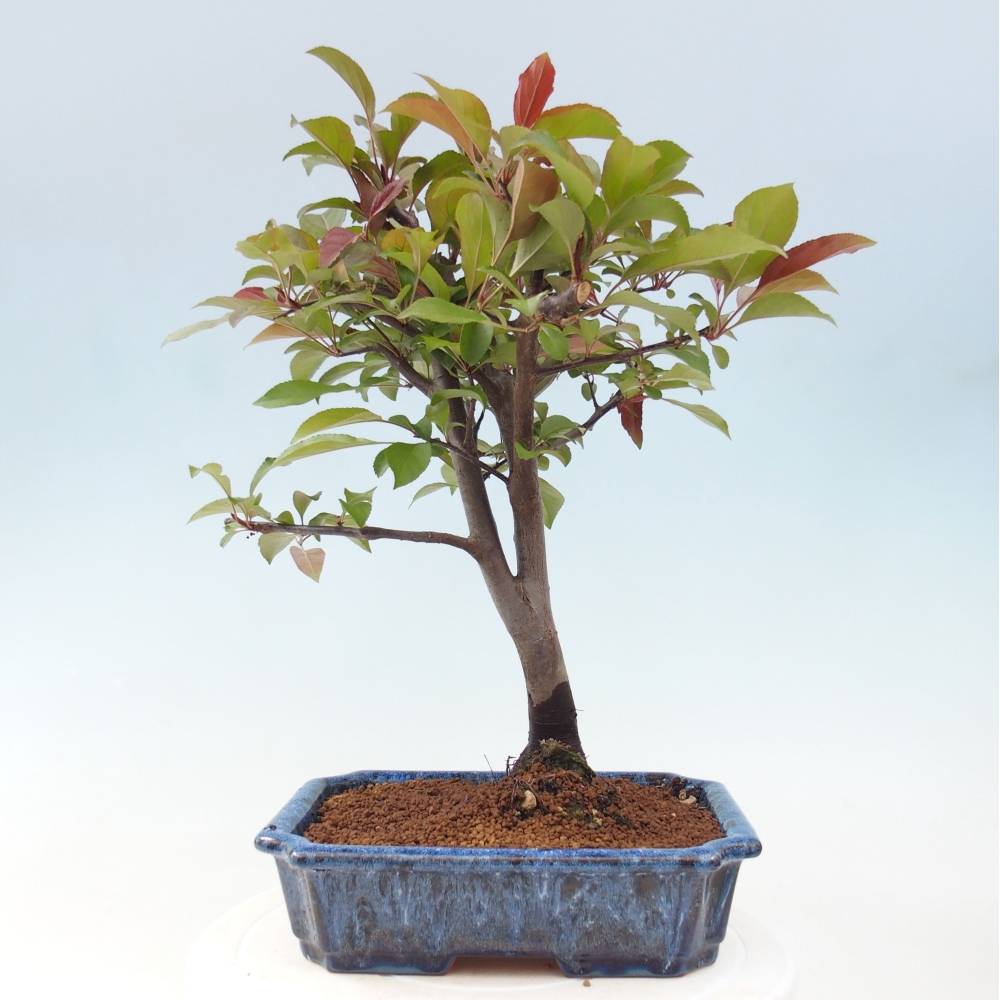 Outdoor bonsai - Malus domestica - Small-fruited red-leaved apple tree