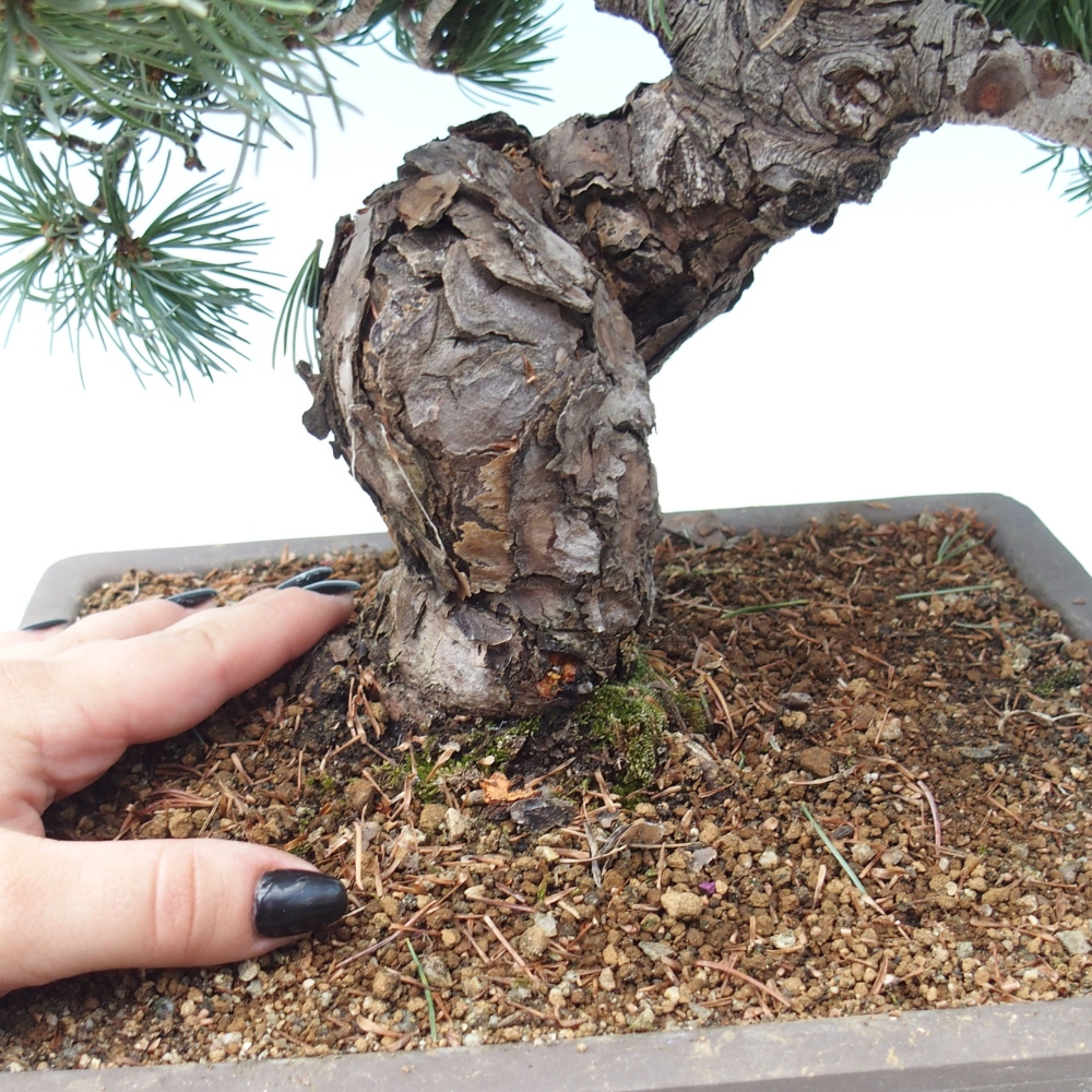 Outdoor bonsai - Pinus parviflora - Small pine tree