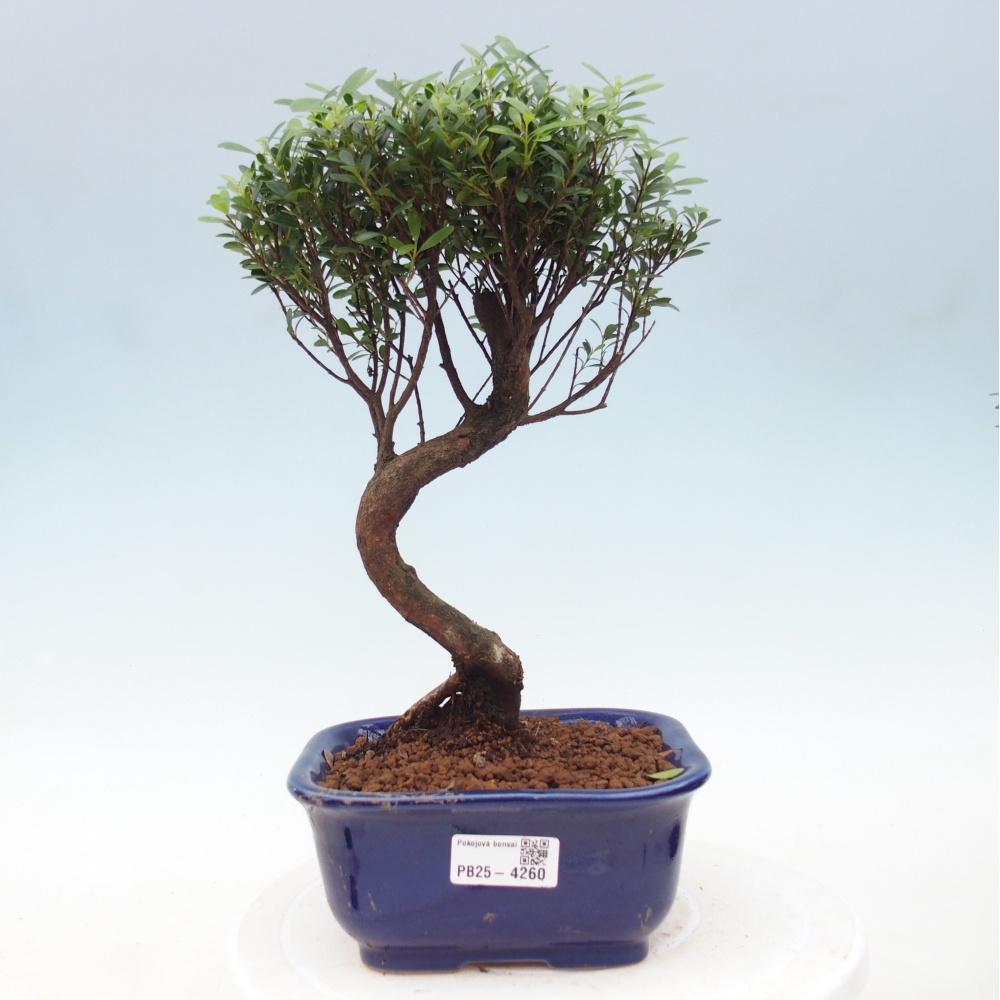 Room bonsai - Syzygium - Pimento