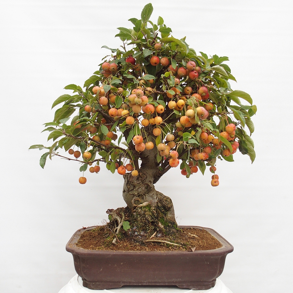 Outdoor bonsai - Malus halliana - Small-fruited apple tree
