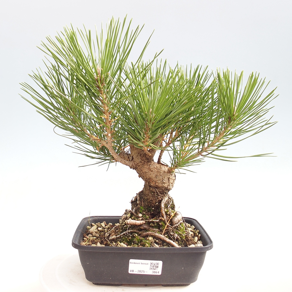 Outdoor bonsai - Pinus thunbergii - Thunberg pine