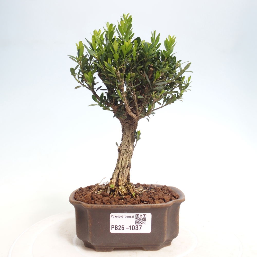 Room bonsai - Buxus harlandii - cork buxus