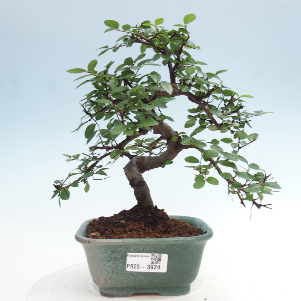 Room bonsai - Ulmus parvifolia - Small-leaved elm