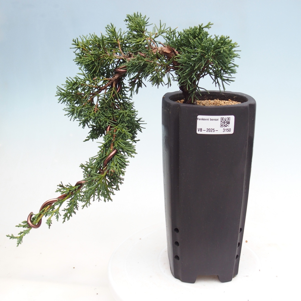 Outdoor bonsai - Juniperus chinensis Kishu - Chinese Juniper
