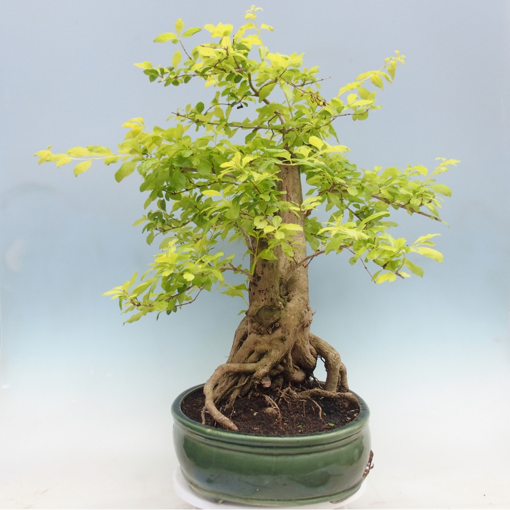 Room bonsai - Duranta erecta Aurea - PERSONAL COLLECTION ONLY or pallet transport