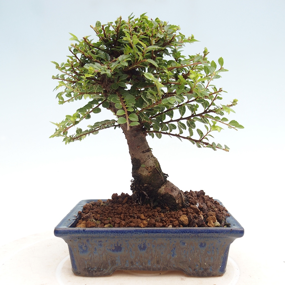Outdoor bonsai - Ulmus parvifolia Hokkaido - Chinese elm