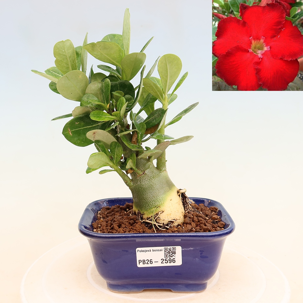 Indoor Bonsai - Adenium obesum Red Star - Desert Rose