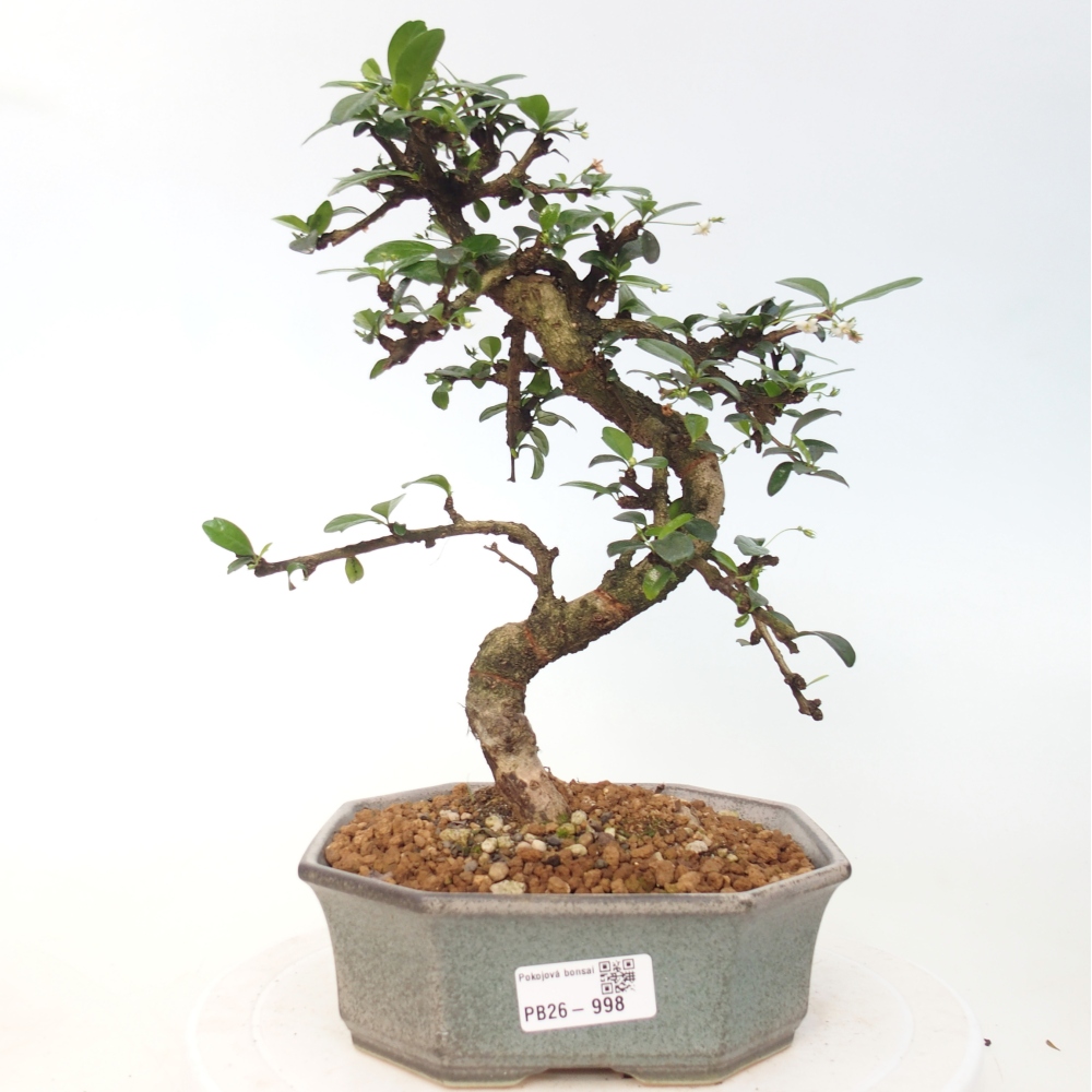 Room bonsai - Carmona macrophylla - Tea fuki