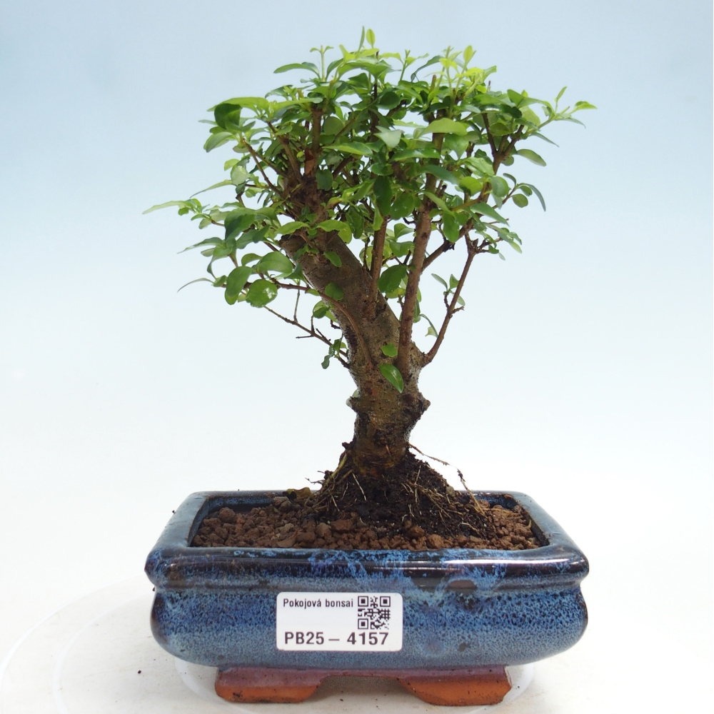 Room bonsai -Ligustrum chinensis - Birds Beak