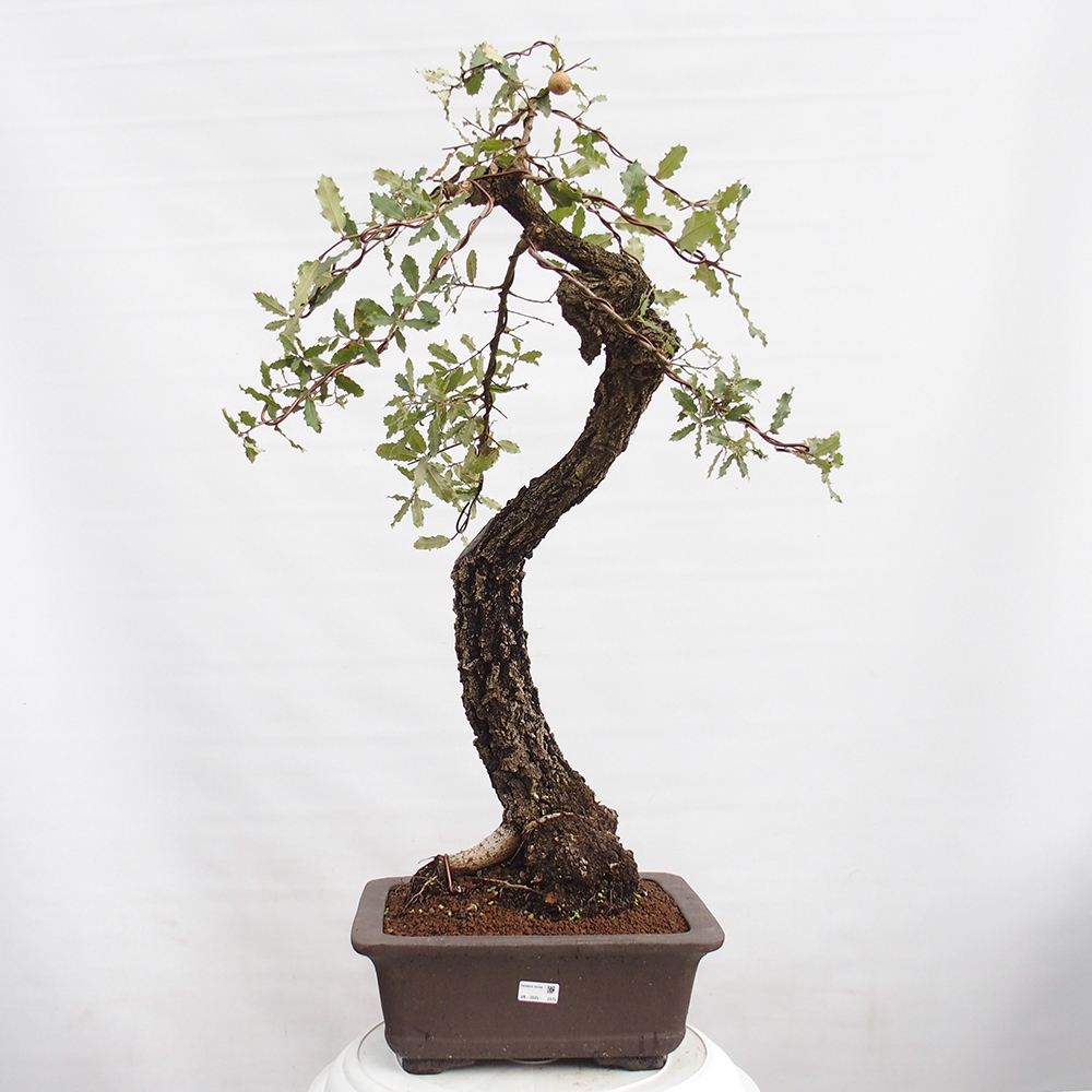 Yamadori - Quercus Ilex - Oak holly