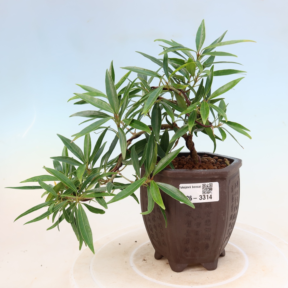 Room bonsai - Ficus nerifolia - small-leaved ficus