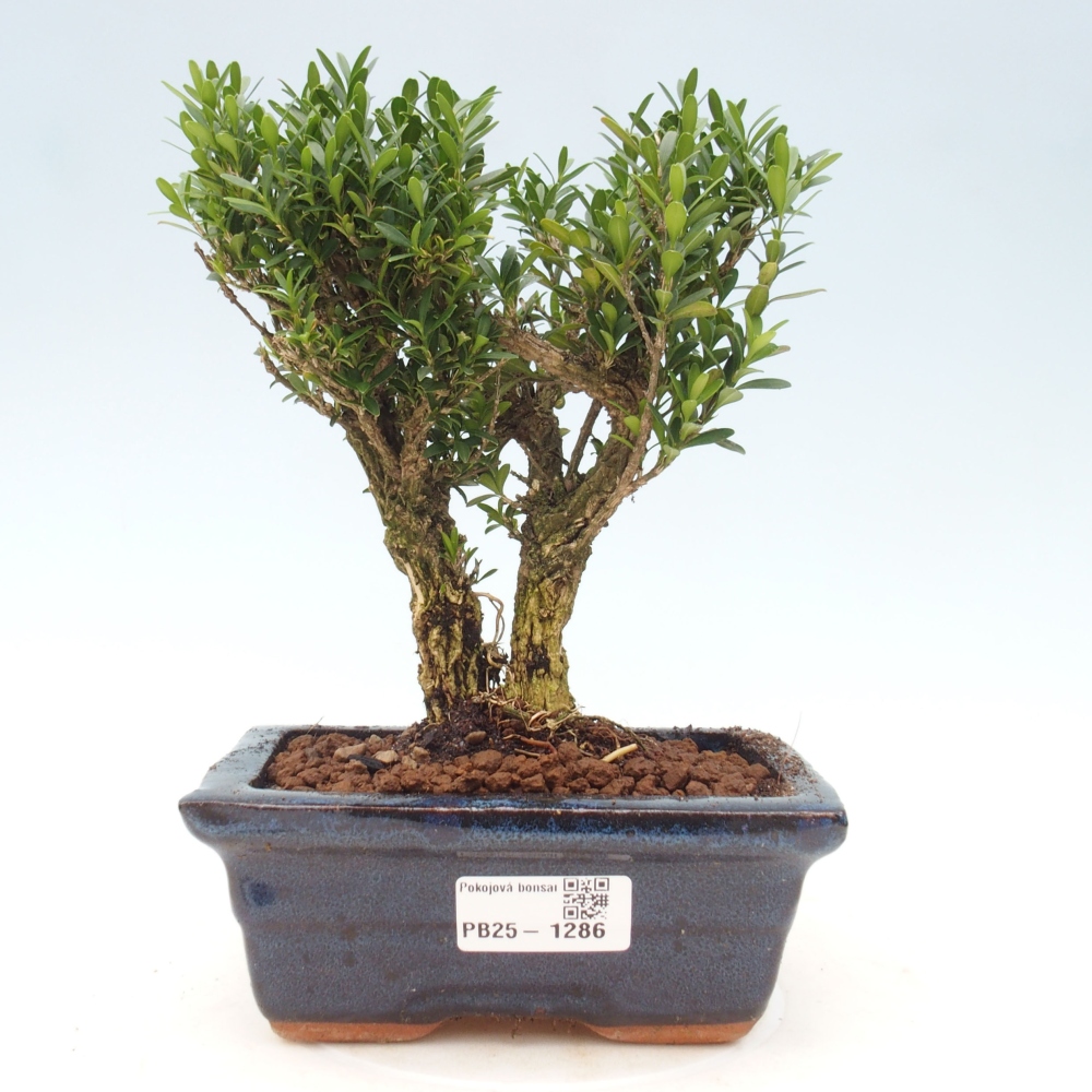 Room bonsai - Buxus harlandii - cork buxus