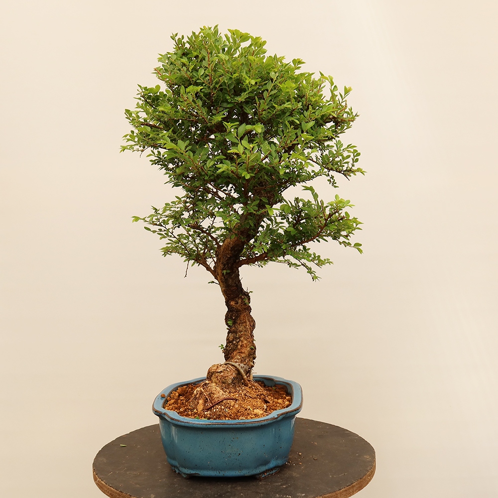 Outdoor bonsai - Zelkova - Zelkova NIRE