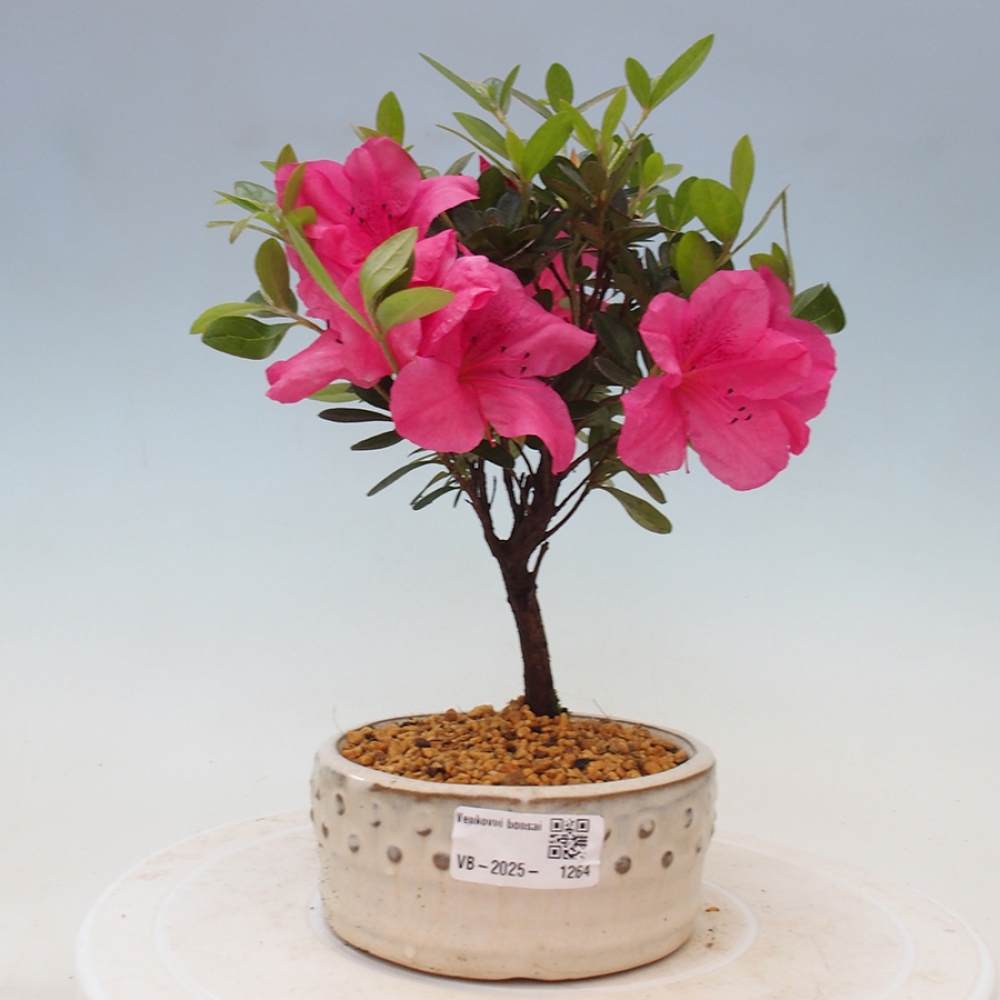 Outdoor bonsai - Japanese azalea - Azalea sp.