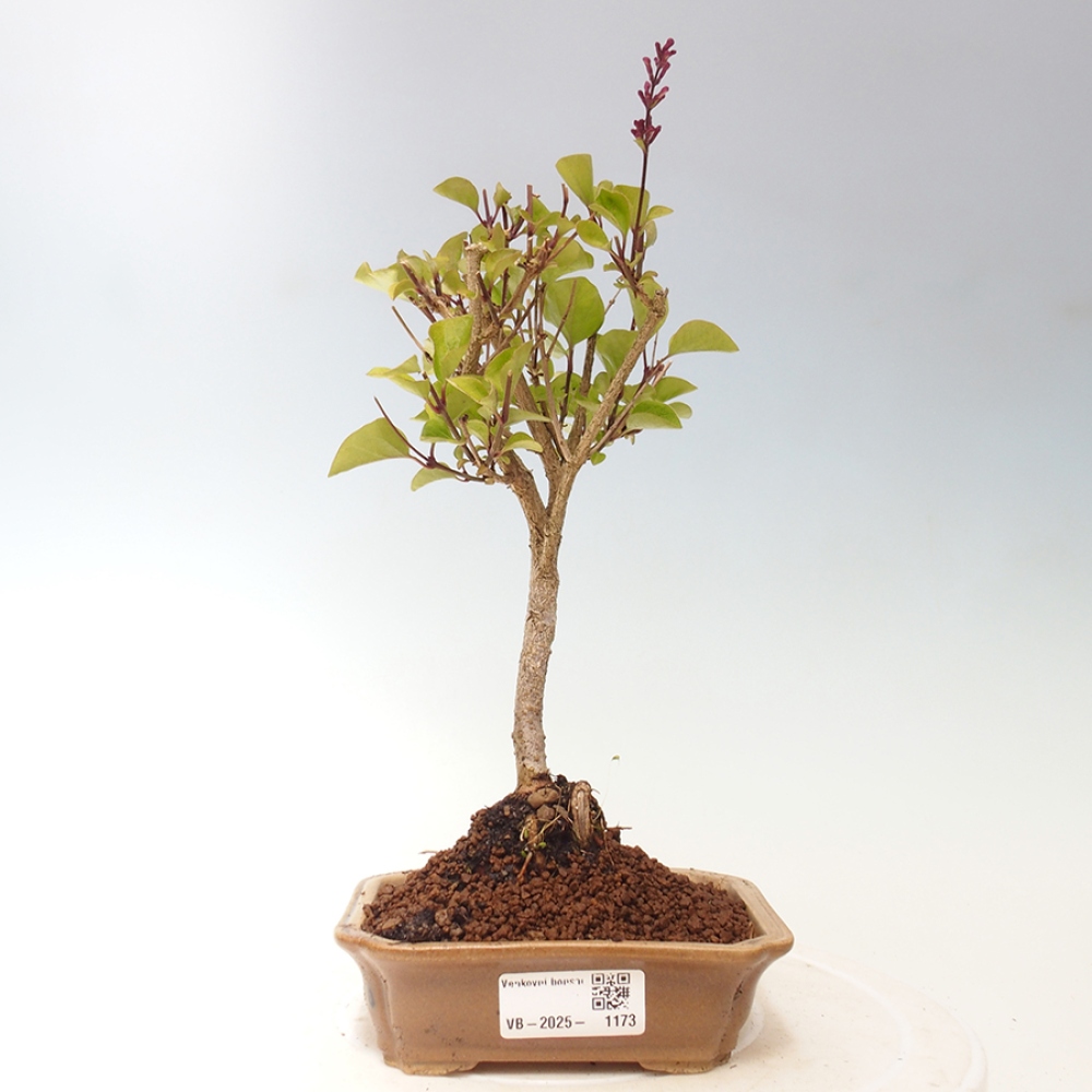 Outdoor bonsai - Syringa Meyeri Palibin - Meyer's Lilac