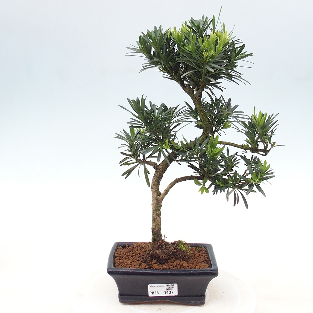 Indoor bonsai - Podocarpus - Stone thous
