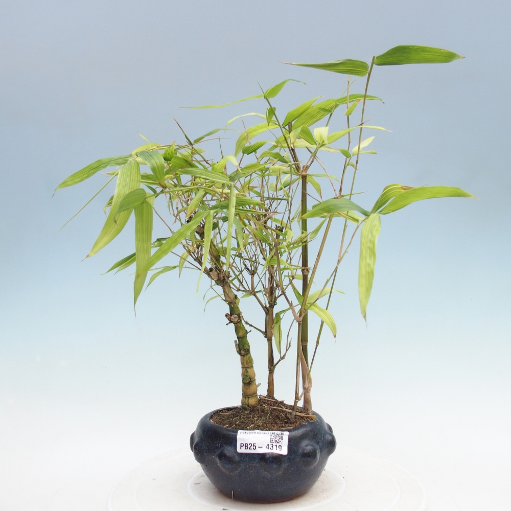 Indoor bonsai - Bamboo Buddha-Bamboo Buddha's belly