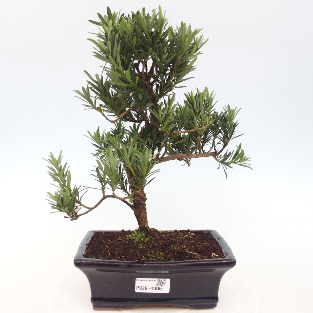 Room bonsai - Podocarpus - Stone Yew