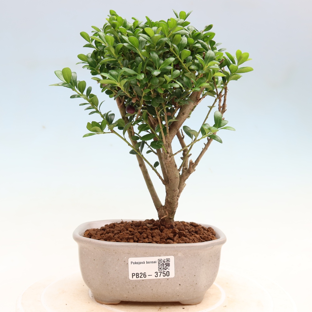 Room bonsai - Ilex crenata - Holly