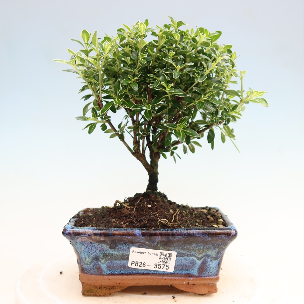 Indoor Bonsai - Serissa foetida Variegata - Tree of a Thousand Stars