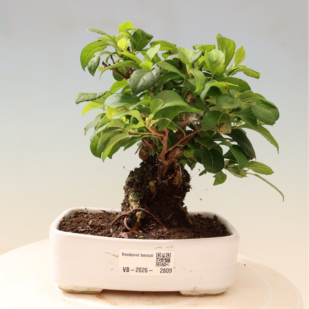 Outdoor bonsai - Celastrus orbiculatus
