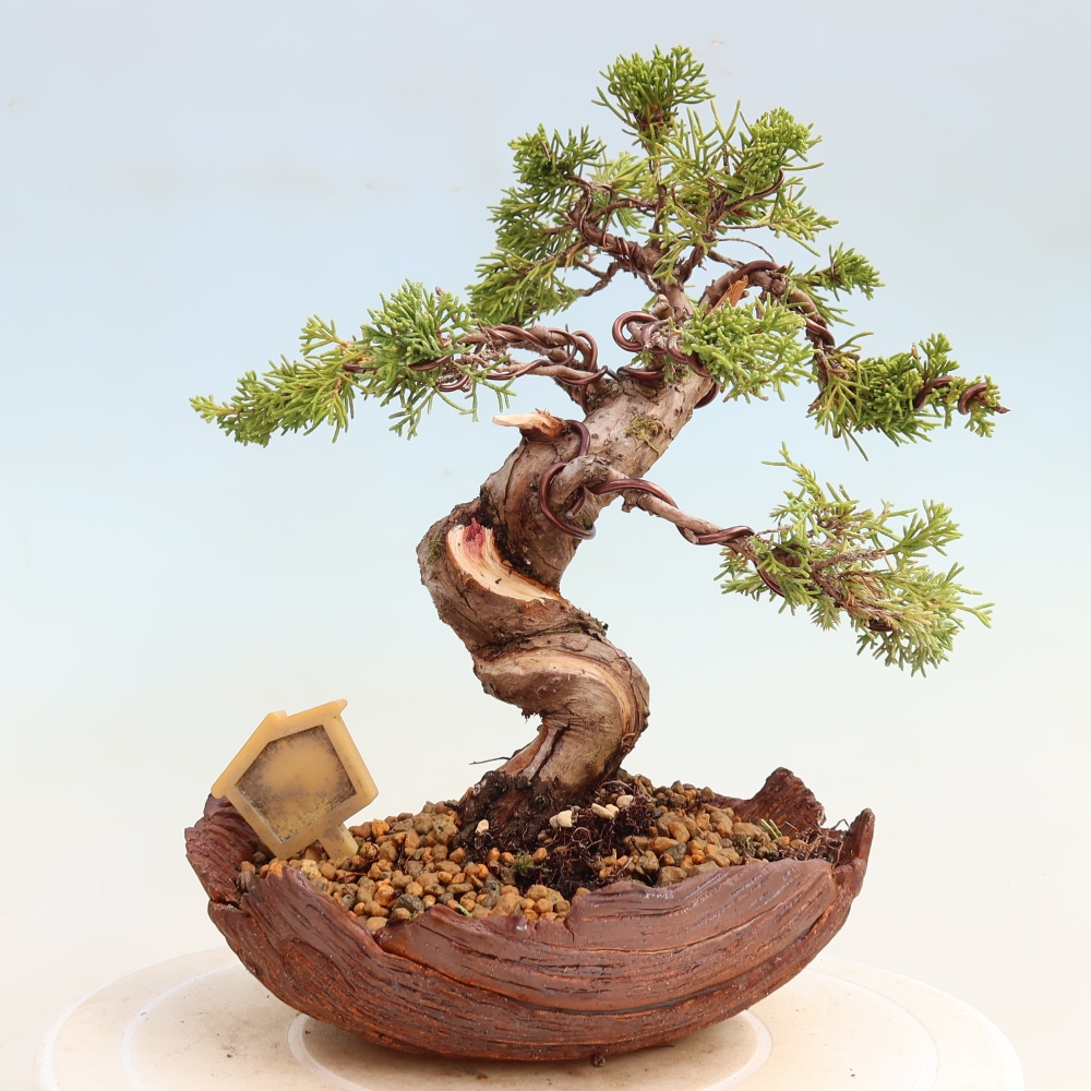 Outdoor Bonsai - Juniperus chinensis Itoigawa - Chinese Juniper