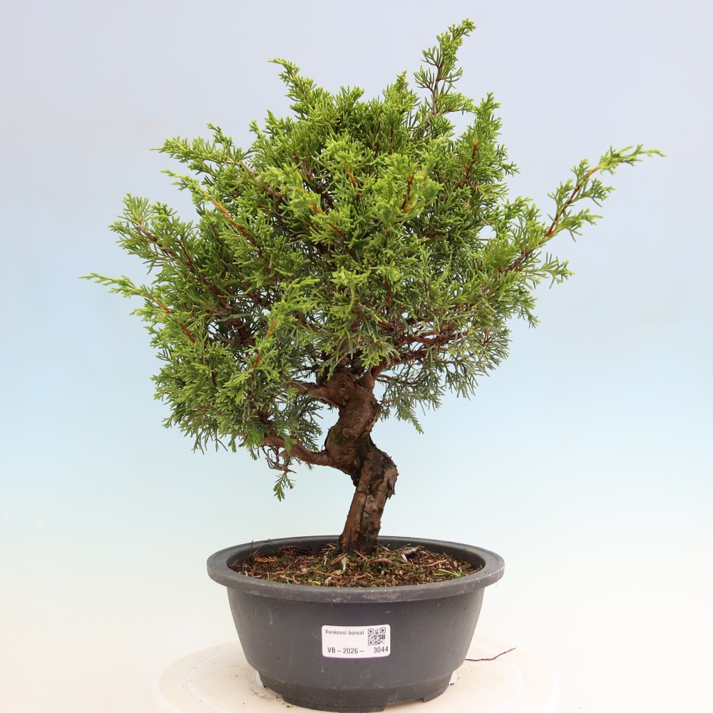 Outdoor Bonsai - Juniperus chinensis Itoigawa - Chinese Juniper