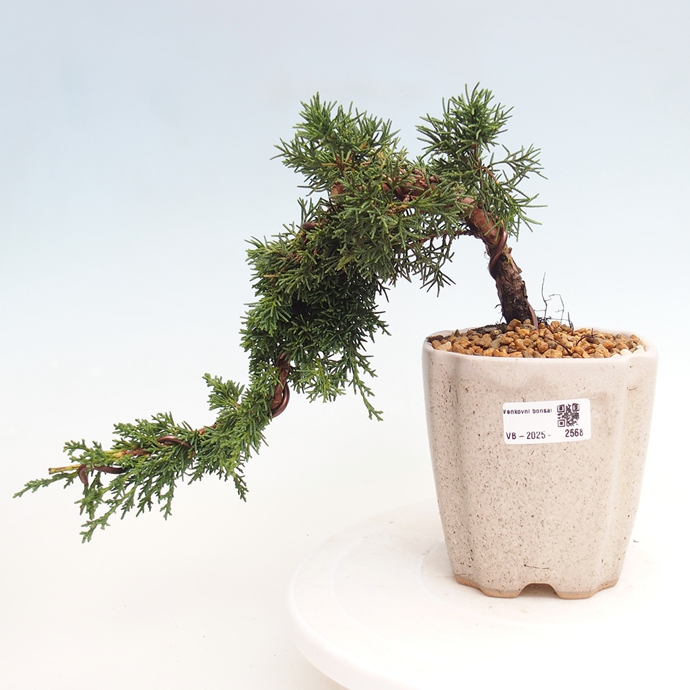 Outdoor bonsai - Juniperus chinensis Kishu - Chinese Juniper