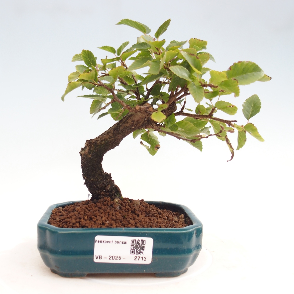 Outdoor bonsai -Carpinus CARPINOIDES - Korean Hornbeam