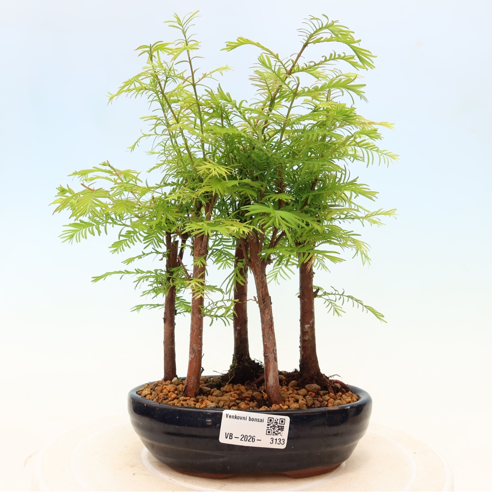 Outdoor Bonsai - Metasequoia glyptostroboides - Chinese Metasequoia - Grove