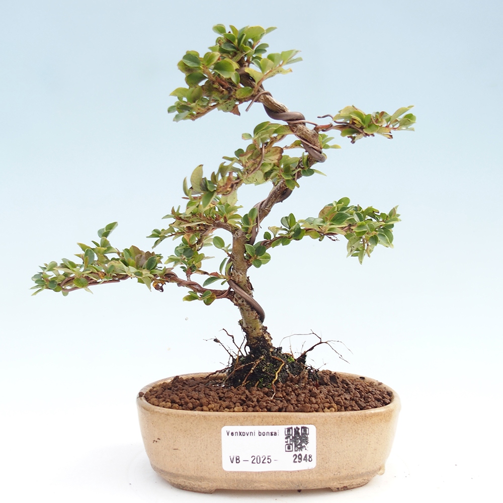 Outdoor bonsai - Cotoneaster horizontalis - Rock tree
