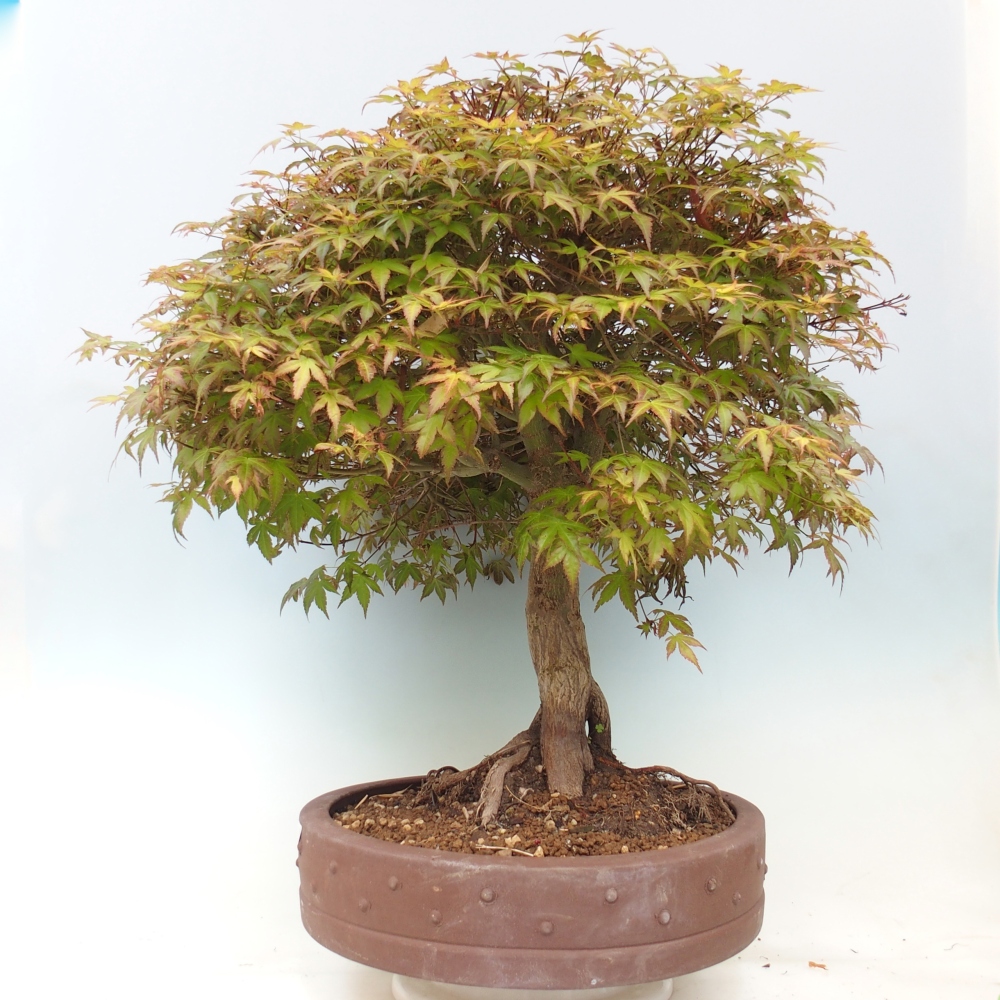 Norway maple - Acer palmatum Beni Tsukasa