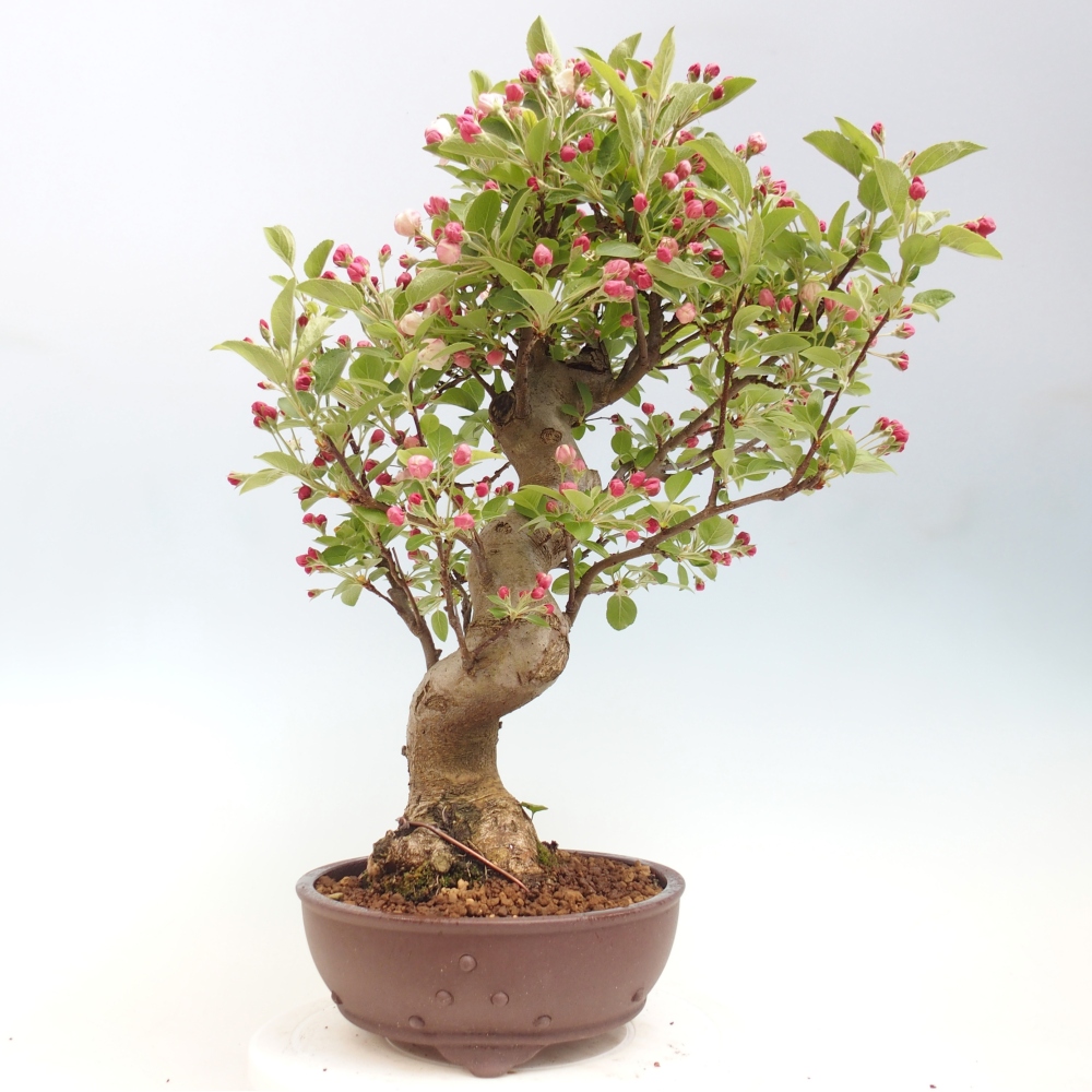 Outdoor bonsai -Malus halliana - Small-fruited apple tree