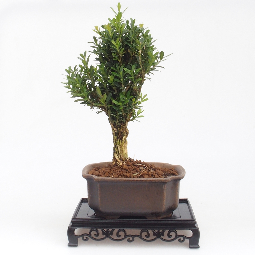 Bonsai table plastic rectangular 15,5 x 10 x 3  cm, color black