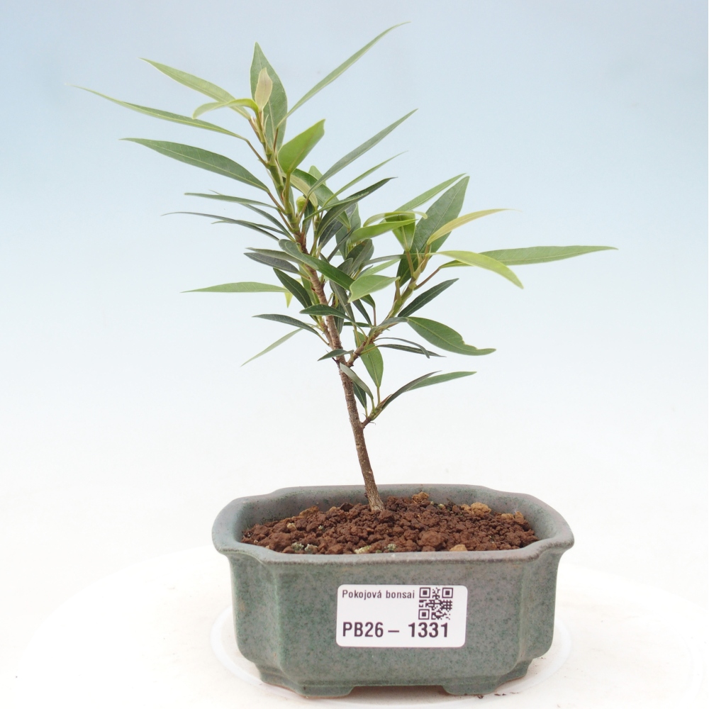 Room bonsai - Ficus nerifolia - small-leaved ficus