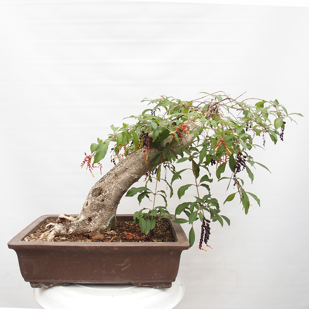 Room bonsai - Hamelia patent