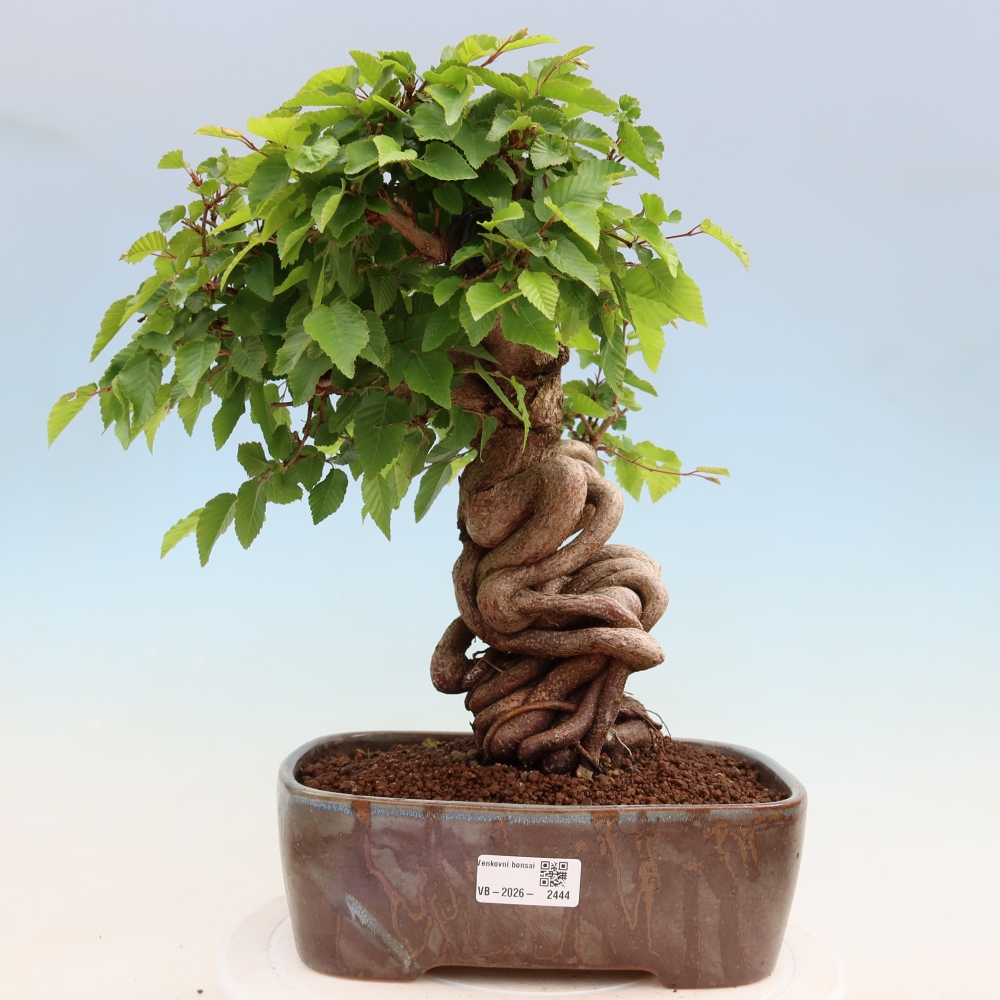 Outdoor bonsai -Carpinus coreana - Korean Hornbeam