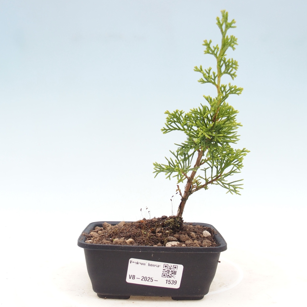 Outdoor bonsai - Juniperus chinensis Itoigawa - Chinese juniper