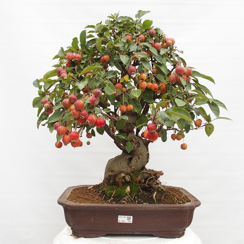 Outdoor bonsai - Malus halliana - Small-fruited apple tree