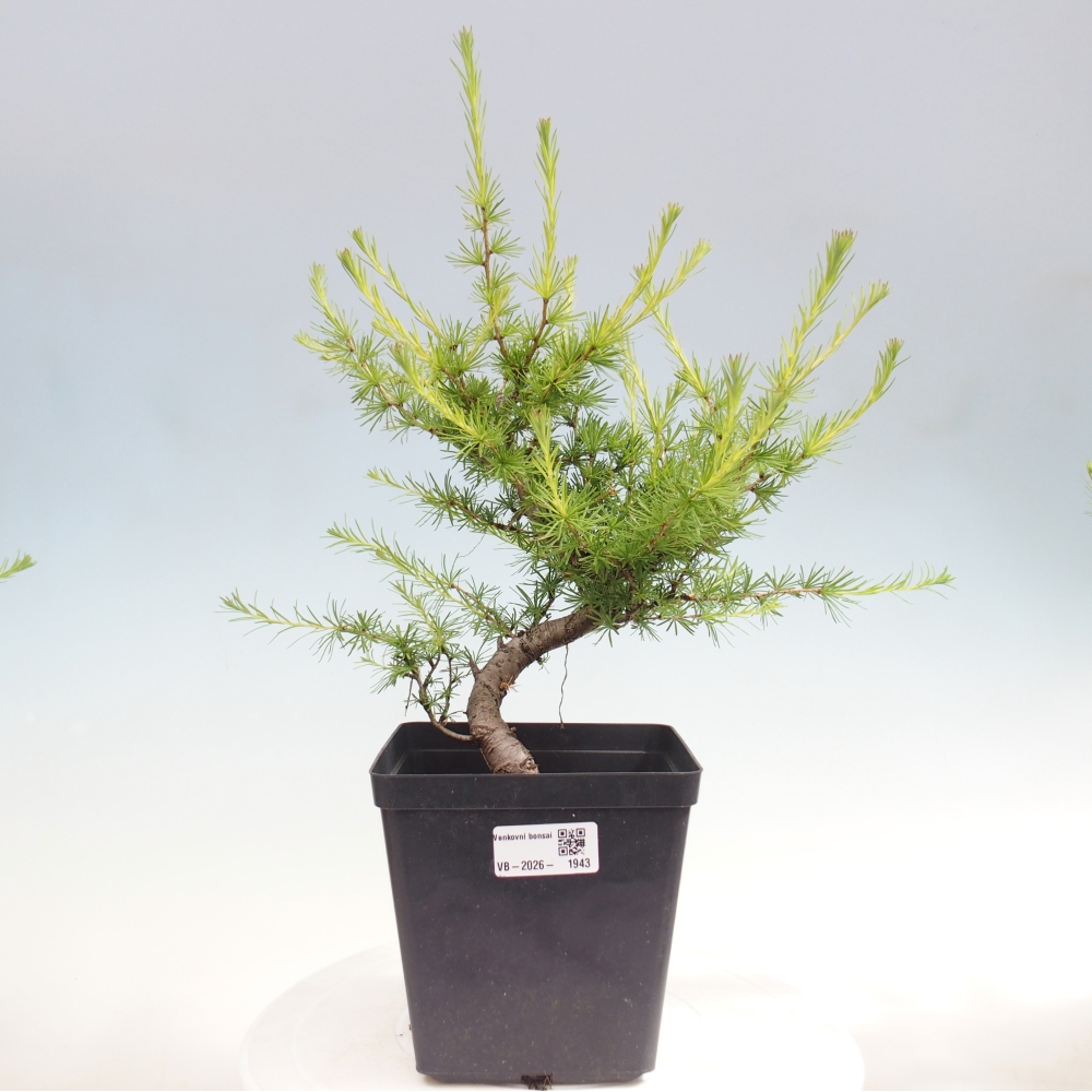 Outdoor bonsai -Larix decidua - Larch