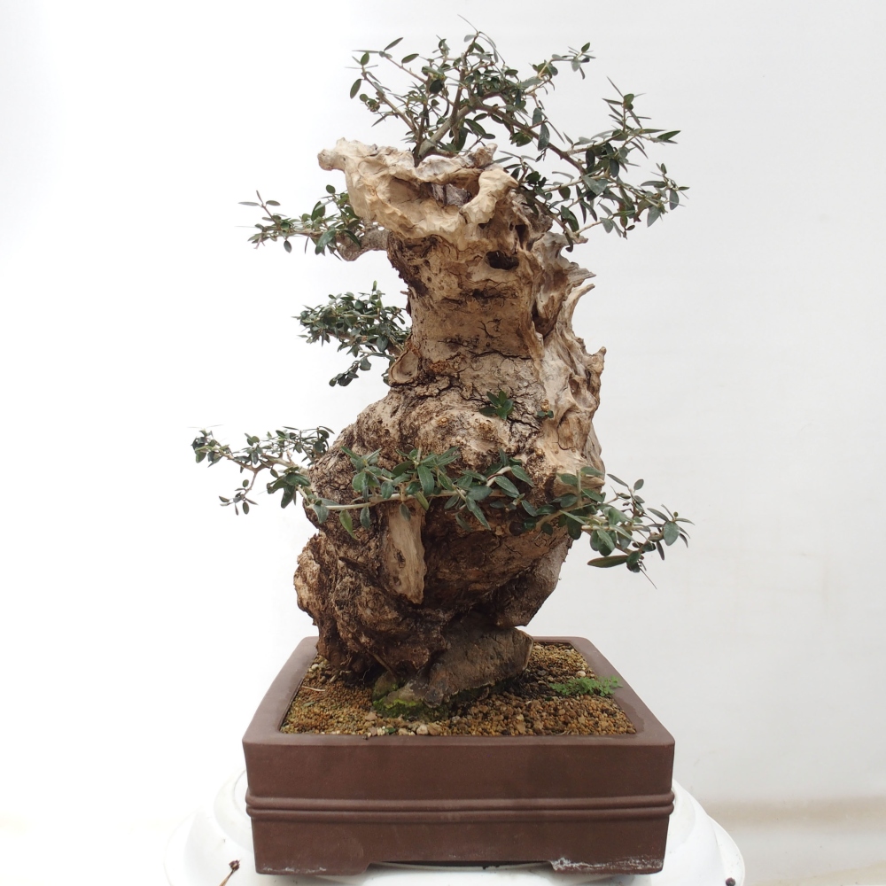 Indoor bonsai - Olea europaea sylvestris - European small-leaved olive oil