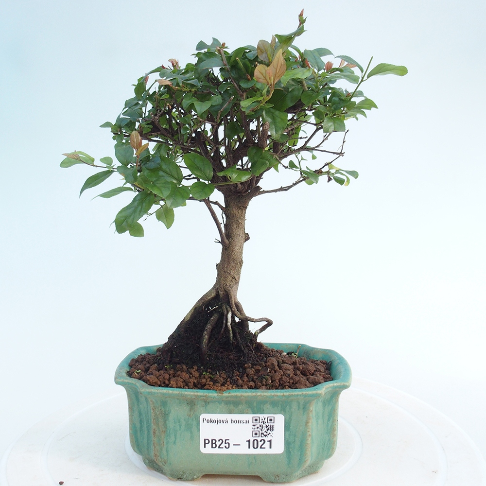 Indoor bonsai - Sagerécie thea - Sagerécie thea