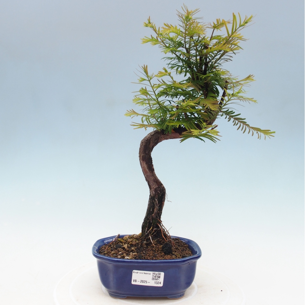 Outdoor bonsai - Metasequoia glyptostroboides - Chinese Metasequoia